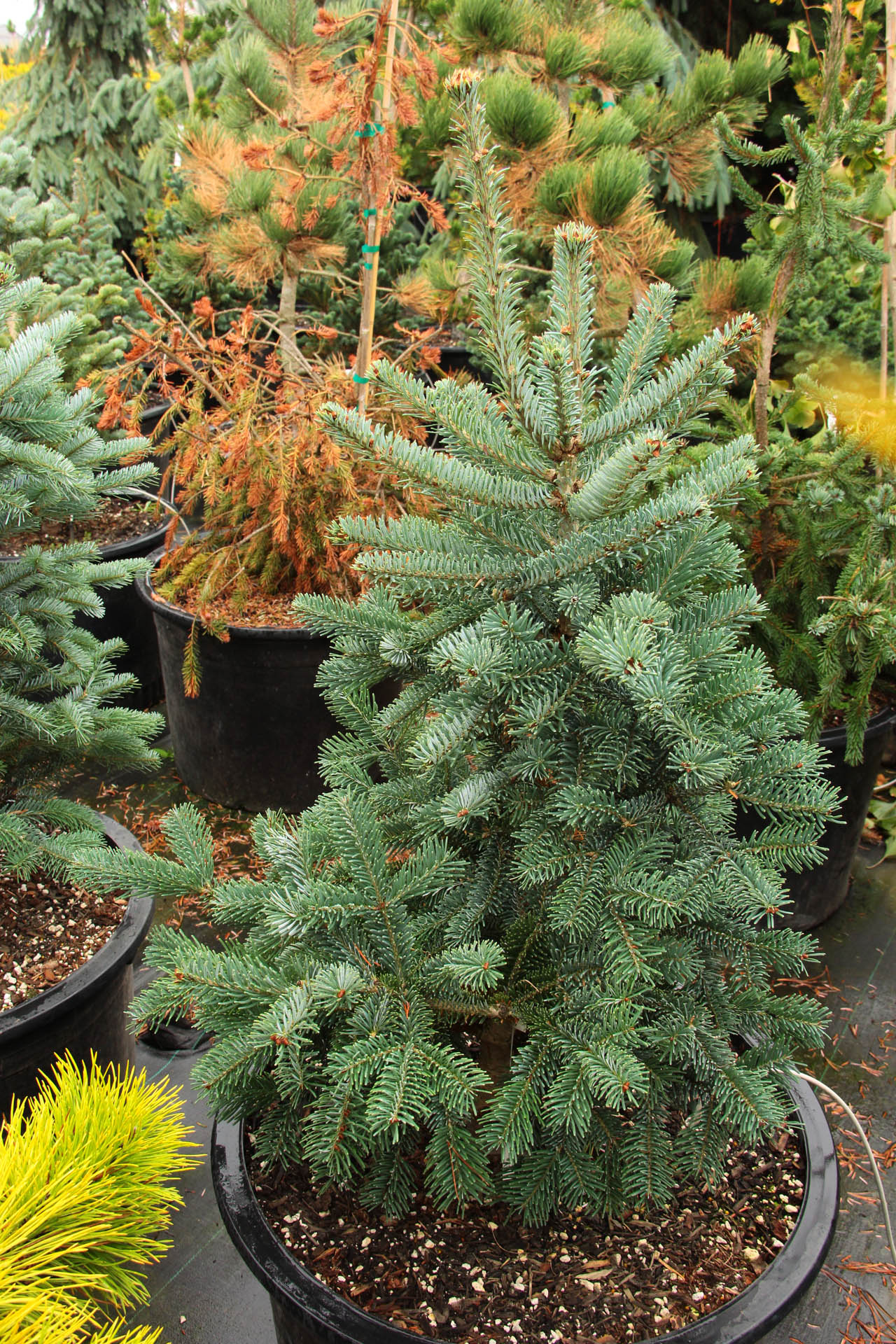 Abies koreana x lasiocarpa 